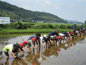 田植え