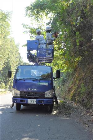 道路沿いの樹木の伐採
