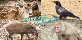 有害鳥獣による農作物の被害をスマホで報告できるようになりましたの画像