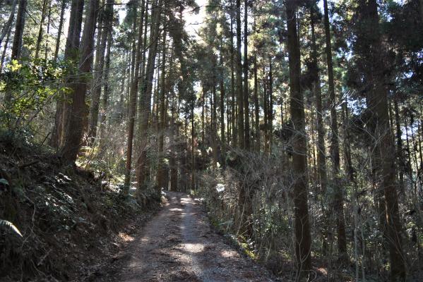 緑豊かな高尾野森林公園