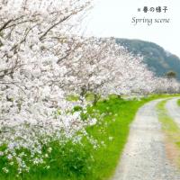 春の川沿いの桜