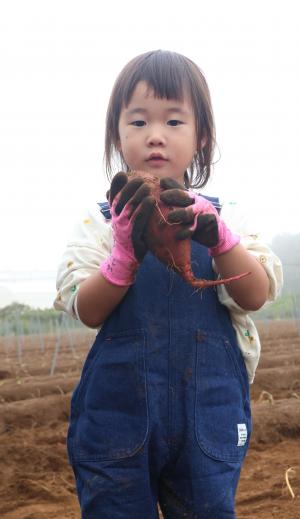 市内からからいも掘り大会に参加した子ども