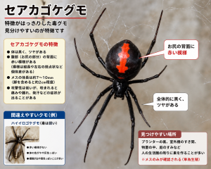 セアカゴケグモの特徴