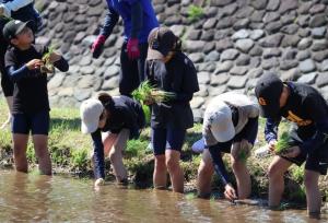 田植えをする様子