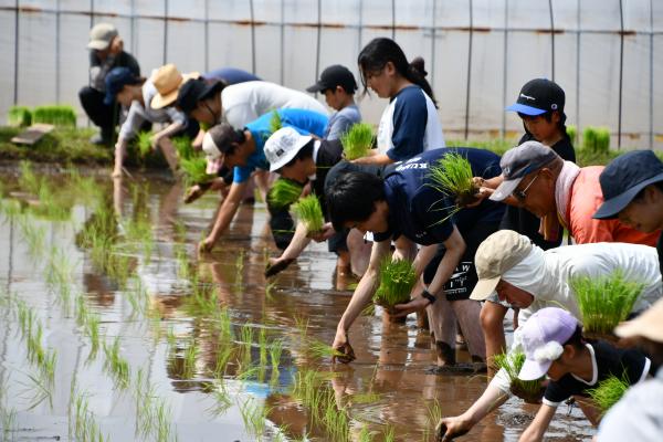 田植え