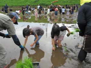 田植えをしている子どもたち