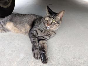 迷い猫情報(陣内踏切付近)