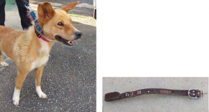 保護犬情報(上陣内バス停付近)
